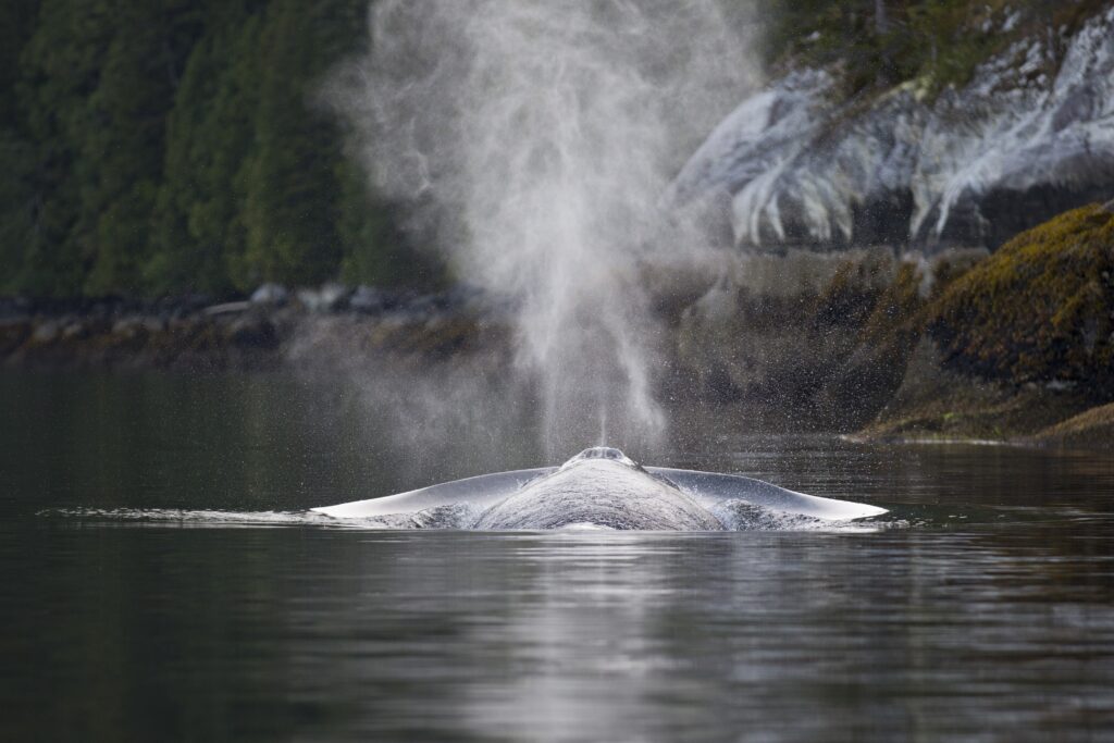 New three-year initiative expands whale research, conservation and education programs in northwest British Columbia